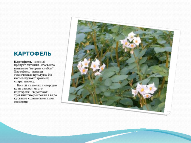 КАРТОФЕЛЬ Картофель - ценный продукт питания. Его часто называют 