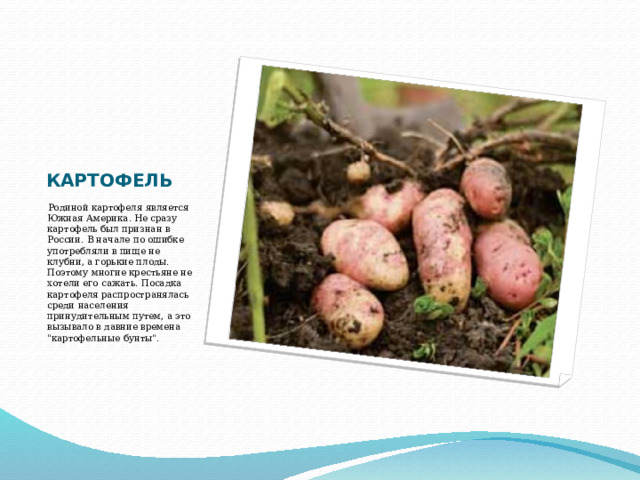КАРТОФЕЛЬ   Родиной картофеля является Южная Америка. Не сразу картофель был признан в России. В начале по ошибке употребляли в пище не клубни, а горькие плоды. Поэтому многие крестьяне не хотели его сажать. Посадка картофеля распространялась среди населения принудительным путем, а это вызывало в давние времена 