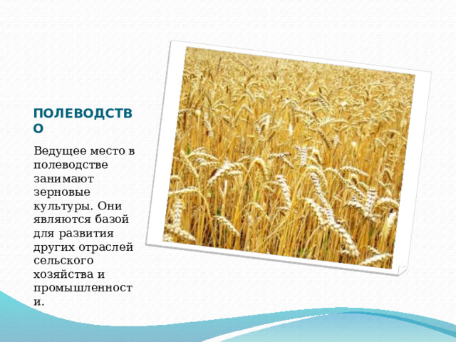 ПОЛЕВОДСТВО Ведущее место в полеводстве занимают зерновые культуры. Они являются базой для развития других отраслей сельского хозяйства и промышленности. 