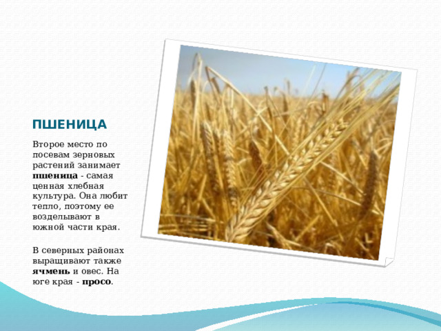 ПШЕНИЦА Второе место по посевам зерновых растений занимает пшеница - самая ценная хлебная культура. Она любит тепло, поэтому ее возделывают в южной части края.   В северных районах выращивают также ячмень и овес. На юге края - просо . 
