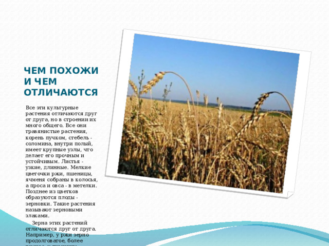 ЧЕМ ПОХОЖИ И ЧЕМ ОТЛИЧАЮТСЯ Все эти культурные растения отличаются друг от друга, но в строении их много общего. Все они травянистые растения, корень пучком, стебель - соломина, внутри полый, имеет крупные узлы, что делает его прочным и устойчивым. Листья - узкие, длинные. Мелкие цветочки ржи, пшеницы, ячменя собраны в колосья, а проса и овса - в метелки. Позднее из цветков образуются плоды - зерновки. Такие растения называют зерновыми злаками.     Зерна этих растений отличаются друг от друга. Например, у ржи зерно продолговатое, более темное, у пшеницы - округлое, светлое . 