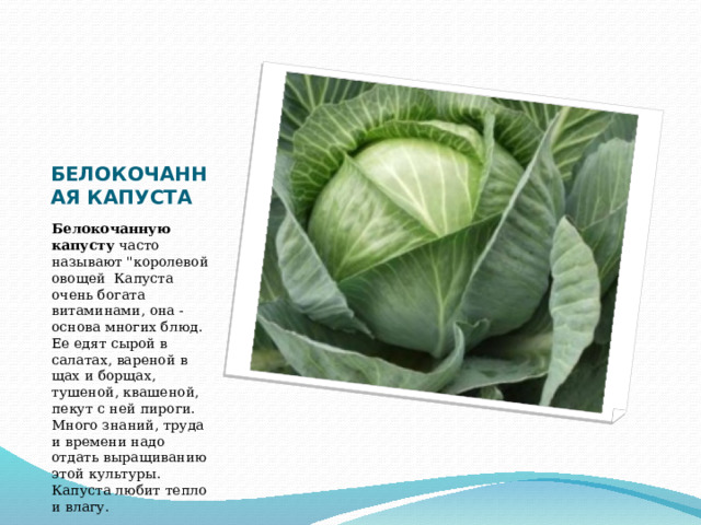 БЕЛОКОЧАННАЯ КАПУСТА Белокочанную капусту часто называют 