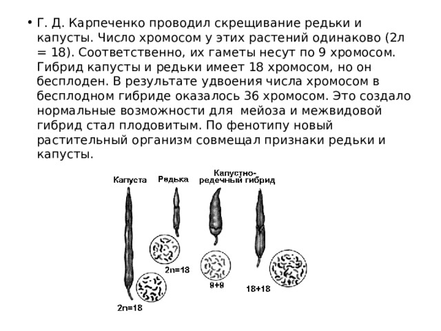 Г. Д. Карпеченко проводил скрещивание редьки и капусты. Число хромосом у этих растений одинаково (2л = 18). Соответственно, их гаметы несут по 9 хромосом. Гибрид капусты и редьки имеет 18 хромосом, но он бесплоден. В результате удвоения числа хромосом в бесплодном гибриде оказалось 36 хромосом. Это создало нормальные возможности для мейоза и межвидовой гибрид стал плодовитым. По фенотипу новый растительный организм совмещал признаки редьки и капусты. 