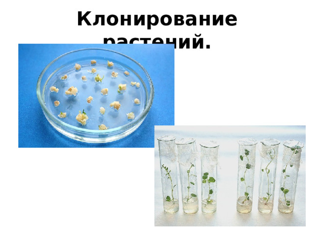 Клонирование растений. 