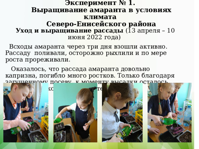   Эксперимент № 1.  Выращивание амаранта в условиях климата  Северо-Енисейского района      Уход и выращивание рассады (13 апреля – 10 июня 2022 года)   Всходы амаранта через три дня взошли активно. Рассаду поливали, осторожно рыхлили и по мере роста прореживали.  Оказалось, что рассада амаранта довольно капризна, погибло много ростков. Только благодаря загущенному посеву, к моменту высадки осталось достаточное количество растений.   
