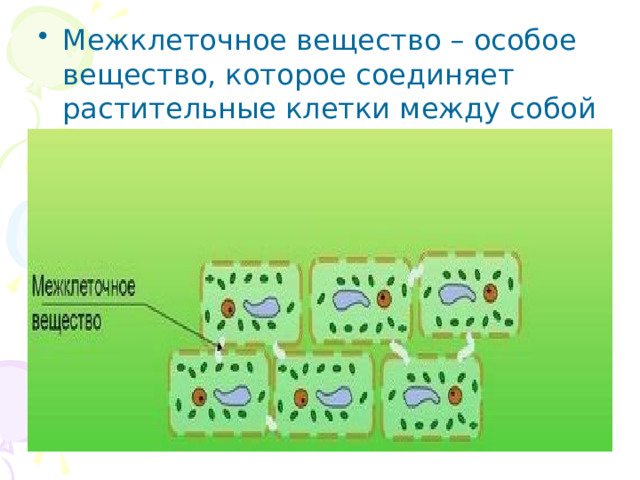 Межклеточное вещество – особое вещество, которое соединяет растительные клетки между собой 