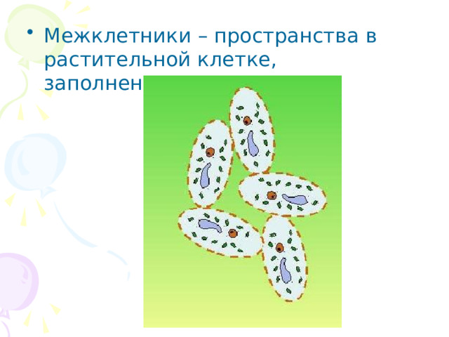 Межклетники – пространства в растительной клетке, заполненные воздухом 