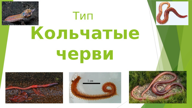 Тип  Кольчатые черви 
