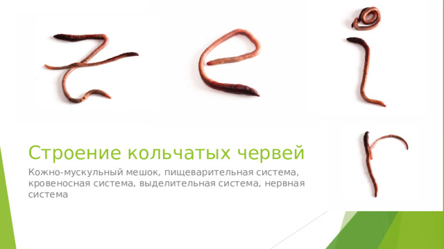 Строение кольчатых червей Кожно-мускульный мешок, пищеварительная система, кровеносная система, выделительная система, нервная система 