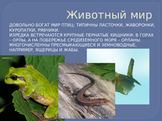 Животный мир Довольно богат мир птиц: типичны ласточки, жаворонки, куропатки, рябчики. Изредка встречаются крупные пернатые хищники: в горах – орлы, а на побережье Средиземного моря – орланы. Многочисленны пресмыкающиеся и земноводные, например, ящерицы и жабы. 