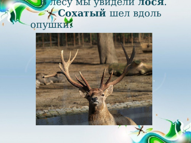  В лесу мы увидели лося .   Сохатый шел вдоль опушки. 