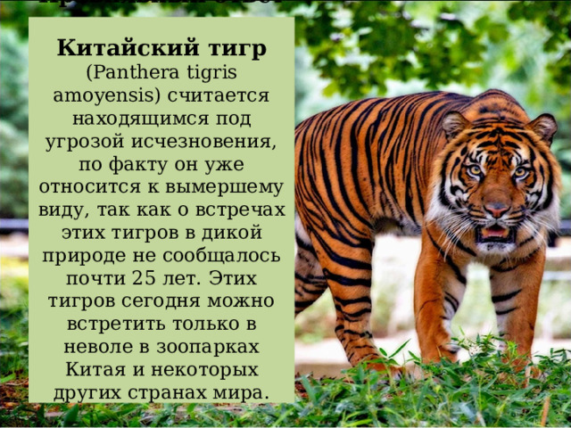 Правильный ответ   Китайский тигр (Panthera tigris amoyensis) считается находящимся под угрозой исчезновения, по факту он уже относится к вымершему виду, так как о встречах этих тигров в дикой природе не сообщалось почти 25 лет. Этих тигров сегодня можно встретить только в неволе в зоопарках Китая и некоторых других странах мира.   