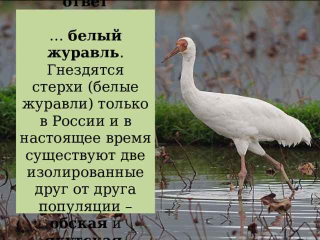 Правильный ответ   … белый журавль . Гнездятся стерхи (белые журавли) только в России и в настоящее время существуют две изолированные друг от друга популяции – обская и якутская . 