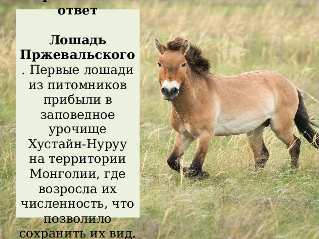 Правильный ответ   Лошадь Пржевальского . Первые лошади из питомников прибыли в заповедное урочище Хустайн-Нуруу на территории Монголии, где возросла их численность, что позволило сохранить их вид. 