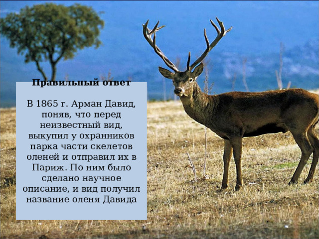 Правильный ответ   В 1865 г. Арман Давид, поняв, что перед неизвестный вид, выкупил у охранников парка части скелетов оленей и отправил их в Париж. По ним было сделано научное описание, и вид получил название оленя Давида    