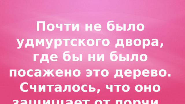 Почти не было удмуртского двора, где бы ни было посажено это дерево. Считалось, что оно защищает от порчи. 