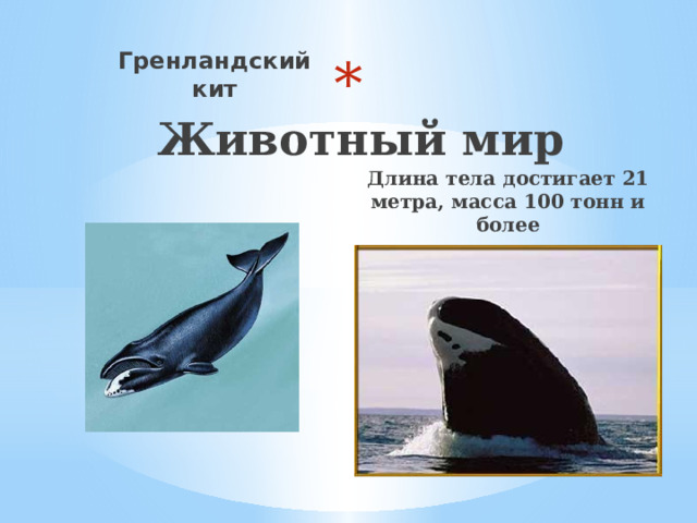 Животный мир Гренландский кит Длина тела достигает 21 метра, масса 100 тонн и более 