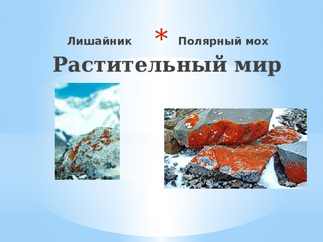  Растительный мир Лишайник Полярный мох 