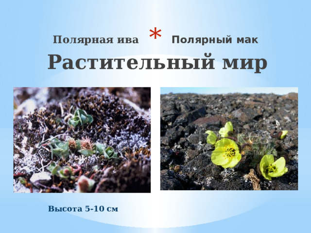  Растительный мир  Полярная ива Полярный мак Высота 5-10 см 