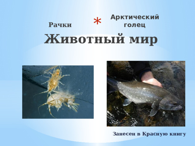  Животный мир Рачки Арктический голец Занесен в Красную книгу 