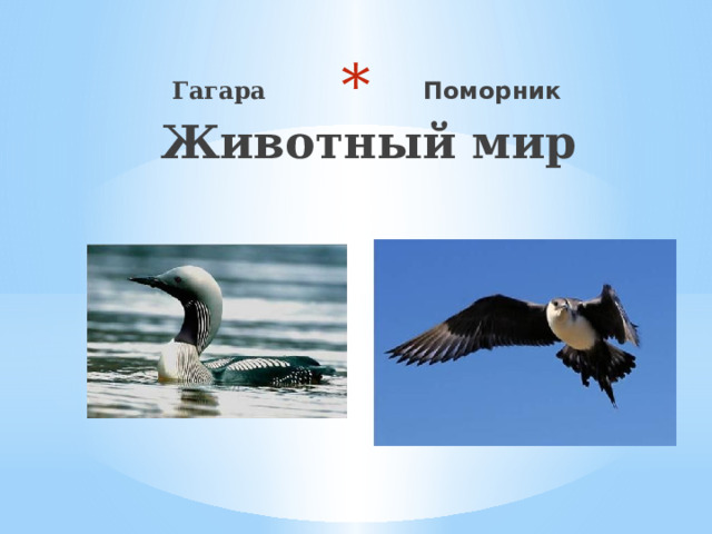  Животный мир Гагара Поморник 