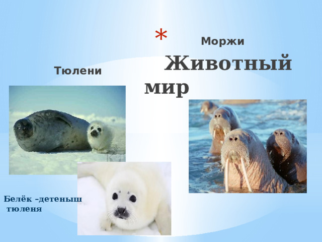   Животный мир Моржи Тюлени Белёк –детеныш  тюленя 