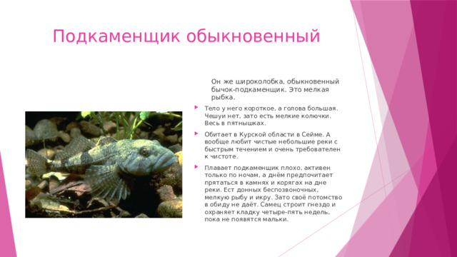Подкаменщик обыкновенный Он же широколобка, обыкновенный бычок-подкаменщик. Это мелкая рыбка. Тело у него короткое, а голова большая. Чешуи нет, зато есть мелкие колючки. Весь в пятнышках. Обитает в Курской области в Сейме. А вообще любит чистые небольшие реки с быстрым течением и очень требователен к чистоте. Плавает подкаменщик плохо, активен только по ночам, а днём предпочитает прятаться в камнях и корягах на дне реки. Ест донных беспозвоночных, мелкую рыбу и икру. Зато своё потомство в обиду не даёт. Самец строит гнездо и охраняет кладку четыре-пять недель, пока не появятся мальки. 