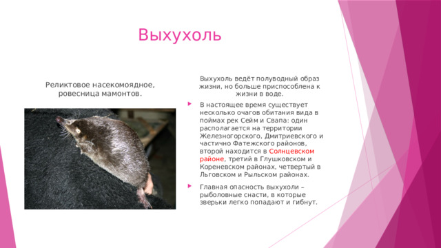 Выхухоль Реликтовое насекомоядное, ровесница мамонтов. Выхухоль ведёт полуводный образ жизни, но больше приспособлена к жизни в воде. В настоящее время существует несколько очагов обитания вида в поймах рек Сейм и Свапа: один располагается на территории Железногорского, Дмитриевского и частично Фатежского районов, второй находится в Солнцевском районе , третий в Глушковском и Кореневском районах, четвертый в Льговском и Рыльском районах. Главная опасность выхухоли – рыболовные снасти, в которые зверьки легко попадают и гибнут. 