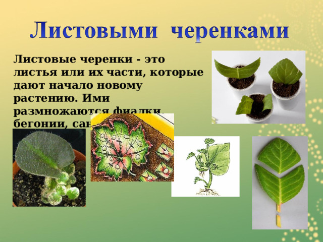 Листовые черенки - это листья или их части, которые дают начало новому растению. Ими размножаются фиалки, бегонии, сансевьера ... 