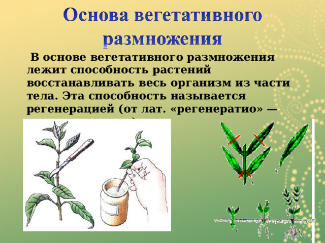   В основе вегетативного размножения лежит способность растений восстанавливать весь организм из части тела. Эта способность называется регенерацией (от лат. «регенератио» — восстанавливаю). 
