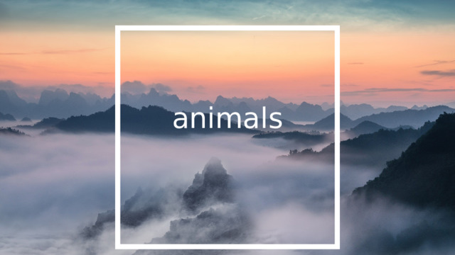 animals 