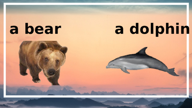 a bear a dolphin 