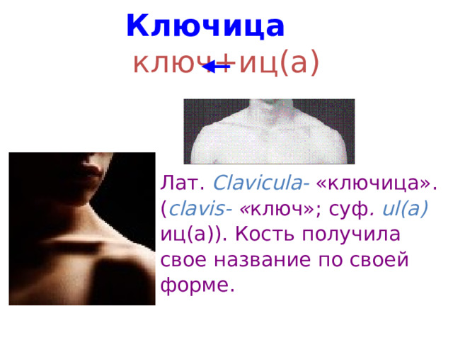 Ключица ключ+иц(а) Лат. Clavicula- «ключица». ( clavis- « ключ»; суф . ul(a) иц(а)). Кость получила свое название по своей форме. 