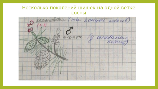 Несколько поколений шишек на одной ветке сосны 