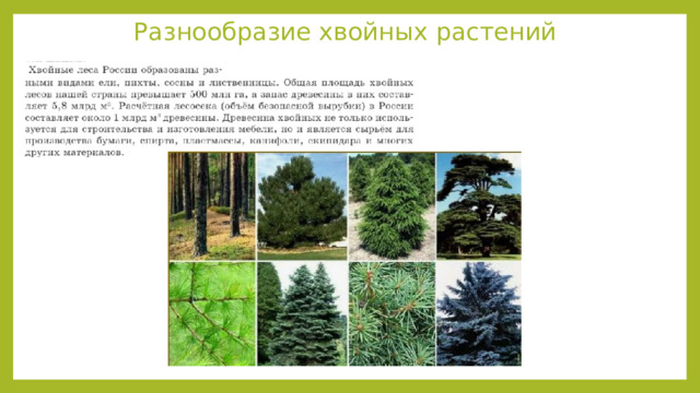Разнообразие хвойных растений 