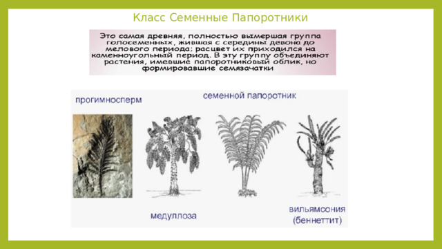 Класс Семенные Папоротники 