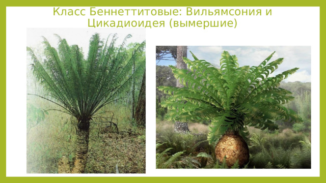 Класс Беннеттитовые: Вильямсония и Цикадиоидея (вымершие) 