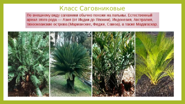 Класс Саговниковые 