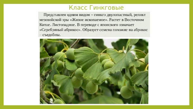 Класс Гинкговые 
