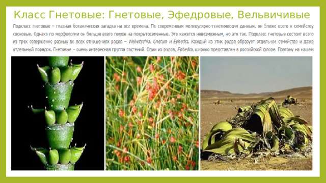 Класс Гнетовые: Гнетовые, Эфедровые, Вельвичивые 