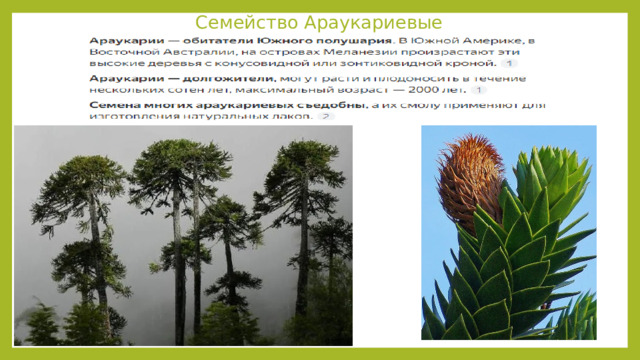 Семейство Араукариевые 
