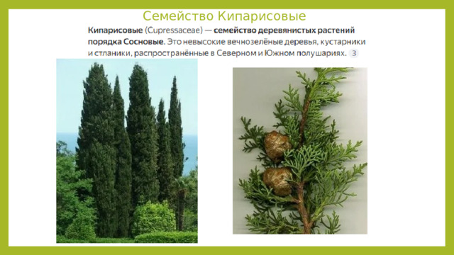 Семейство Кипарисовые 