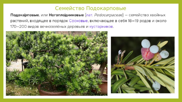 Семейство Подокарповые 