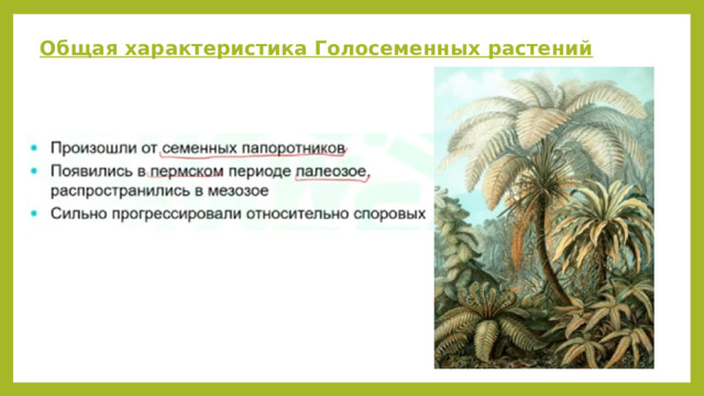 Общая характеристика Голосеменных растений 