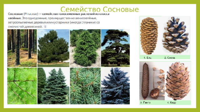 Семейство Сосновые 