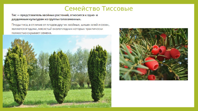Семейство Тиссовые 