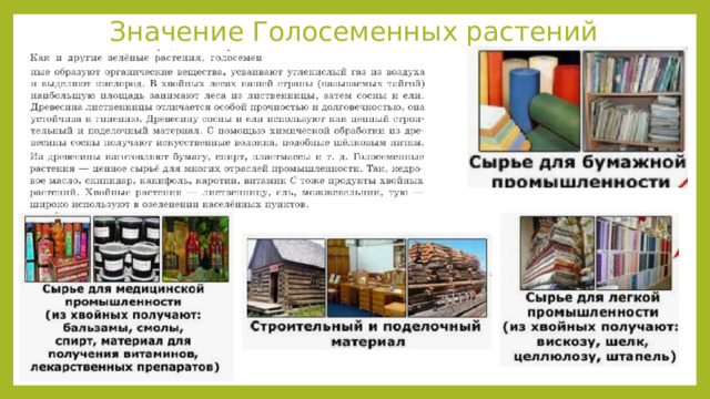 Значение Голосеменных растений 