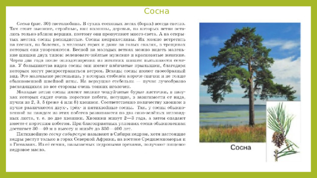 Сосна 