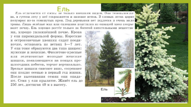  Ель 