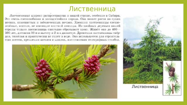 Лиственница 